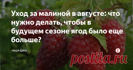 Уход за малиной в августе: что нужно делать, чтобы в будущем сезоне ягод было еще больше? После сбора урожая жизнь не заканчивается, это подтвердит любой дачник. За сезон ягодные кустарники и плодовые деревья испытывают колоссальную нагрузку – из растения буквально выжаты все соки. Поэтому если вы хотите и на будущий год собрать хороший щедрый урожай, то, конечно же, нужно позаботиться о ваших питомцах в постурожайный период. И о малине, в том числе.