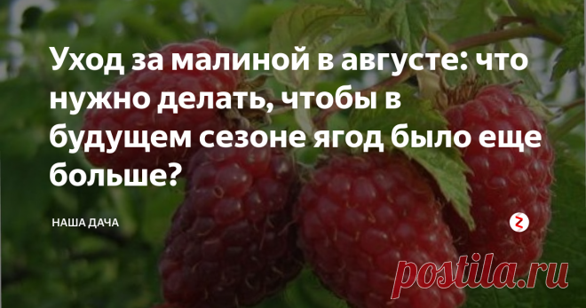 Уход за малиной в августе: что нужно делать, чтобы в будущем сезоне ягод было еще больше? После сбора урожая жизнь не заканчивается, это подтвердит любой дачник. За сезон ягодные кустарники и плодовые деревья испытывают колоссальную нагрузку – из растения буквально выжаты все соки. Поэтому если вы хотите и на будущий год собрать хороший щедрый урожай, то, конечно же, нужно позаботиться о ваших питомцах в постурожайный период. И о малине, в том числе.