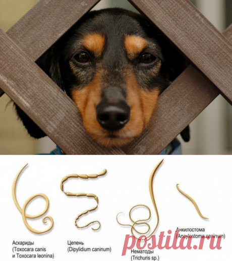 Глистогонное для собак - всё что нужно знать владельцу