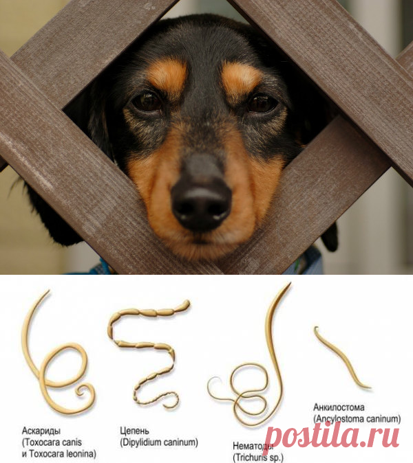 Глистогонное для собак - всё что нужно знать владельцу