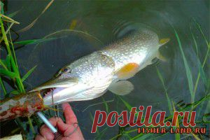 В поисках щучьего места с джерковым удилищем