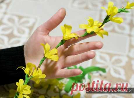 Форзиция – солнечный первоцвет