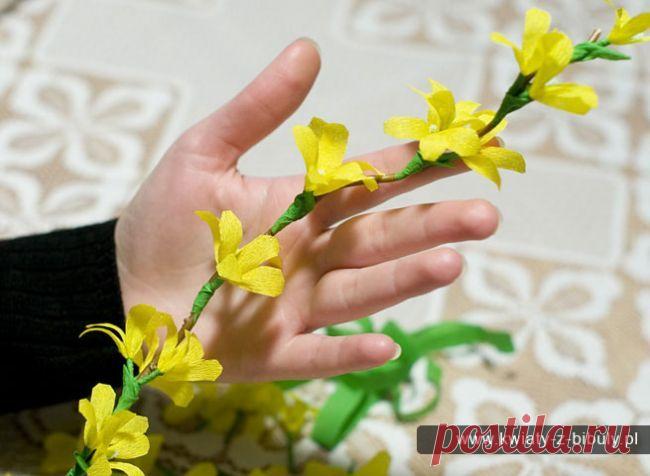 Форзиция – солнечный первоцвет