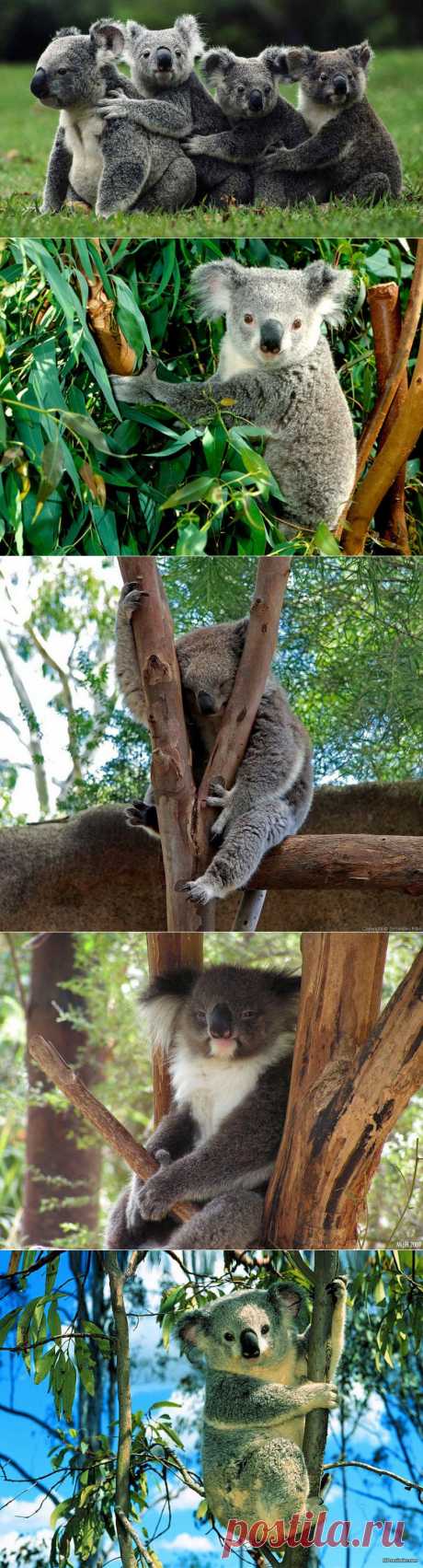 Самые удивительные факты о коалах :  НОВОСТИ В ФОТОГРАФИЯХ
