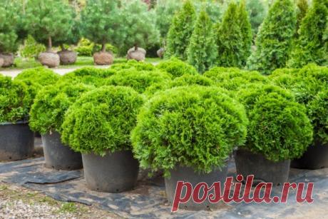 Посадка хвойных, приобретённых в контейнерах