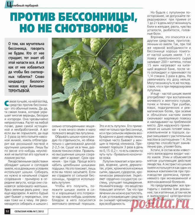 Хмель - лечит