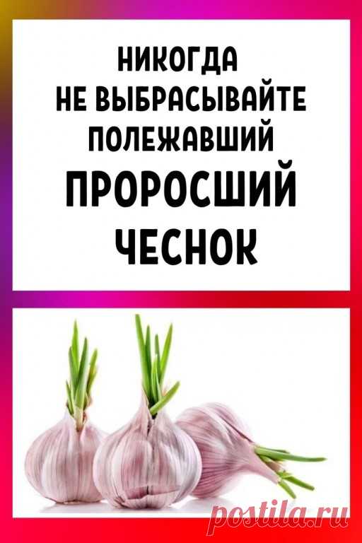НИКОГДА НЕ ВЫБРАСЫВАЙТЕ ПОЛЕЖАВШИЙ... | Интересный контент в группе Интернет- Магазин Мода и Стиль!Женская одежда НИКОГДА НЕ ВЫБРАСЫВАЙТЕ ПОЛЕЖАВШИЙ ПРОРОСШИЙ ЧЕСНОК Чеснок, как и лук, ближе к весне пускает корешки и зеленые ростки. Многие выбрасывают полежавший... | Вступай в группу Интернет- Магазин Мода и Стиль!Женская одежда в Одноклассниках