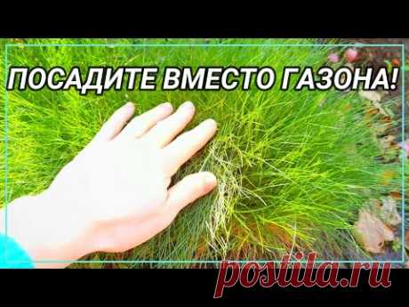 ПОСАДИТЕ ВМЕСТО ГАЗОНА! 7 лучших многолетников альтернатив газону.
