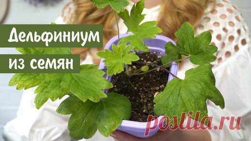 Дачные Сезоны с Мариной Рыкалиной | Дельфиниум из семян