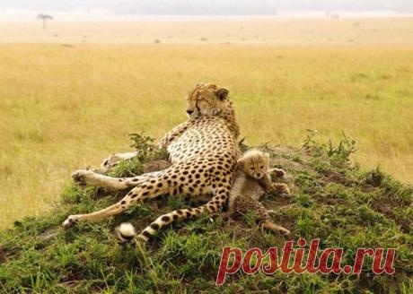 Мамы и их детки из мира животных