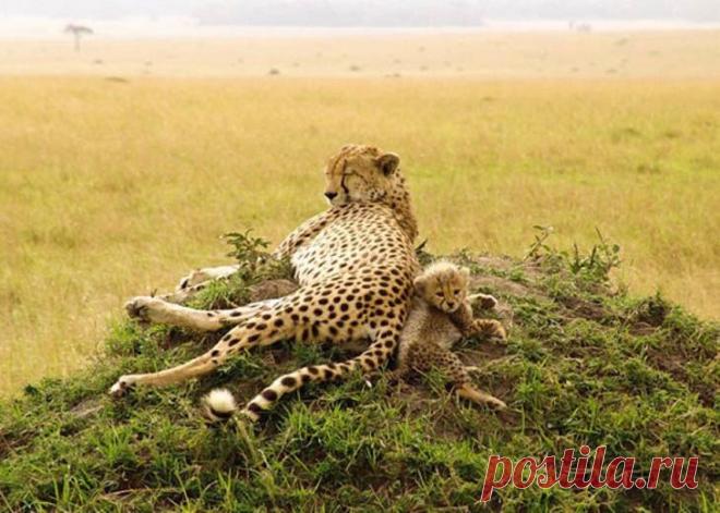 Мамы и их детки из мира животных
