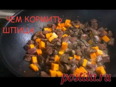 | СОБАЧЬЯ КУХНЯ | Чем кормить ШПИЦА  Как Я кормлю СОБАКУ   | Антон Казанников |