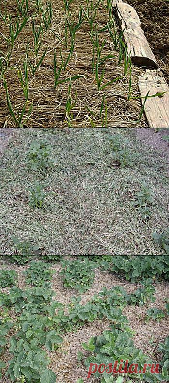 Мульчирование: как помочь себе и грядкам? » Интернет-газета Кумушка.com
