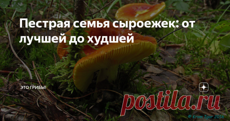 Пестрая семья сыроежек: от лучшей до худшей Сложилась так, что и лучшая сыроежка, и худшая носят одну фамилию. В семьях такое часто встречается.