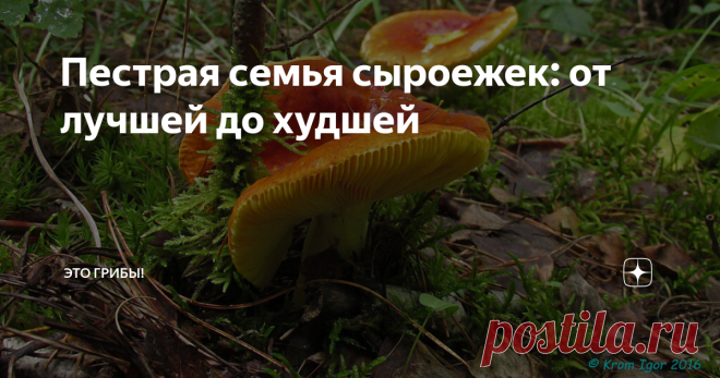 Пестрая семья сыроежек: от лучшей до худшей Сложилась так, что и лучшая сыроежка, и худшая носят одну фамилию. В семьях такое часто встречается.