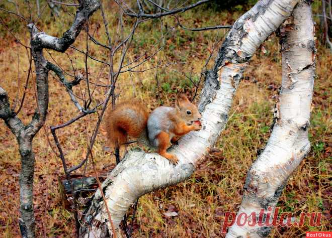 Фото: Украшение леса... или... Бельчонок с орешком.... Фотолюбитель Татьяна Соловьева (Тата). Природа - Фотосайт Расфокус.ру