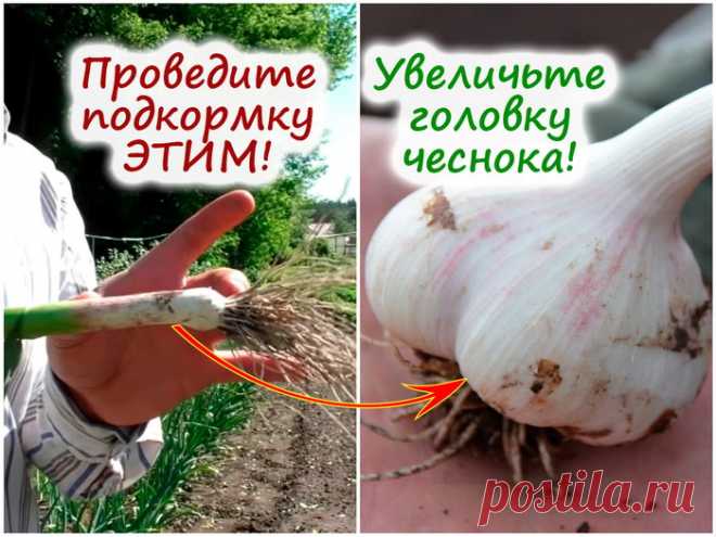 Крупный, хороший чеснок — мечта каждого огородника