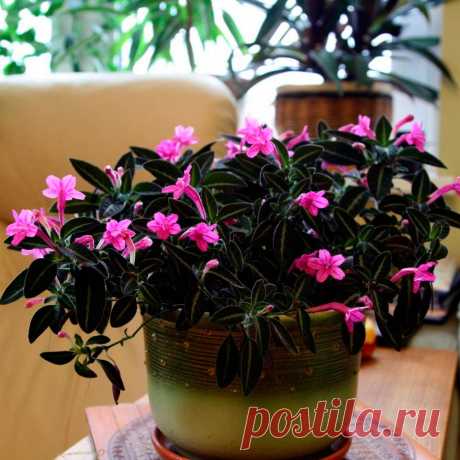 Комнатное растение Руэллия (Ruellia). Растения названы в честь французского врача и ботаника Ж. де ла Руэлля (1474-1537). Руэллии - травянистые многолетние растения с темно-зелеными бархатистыми листьями, на поверхности которых отчетливо заметны серебристые жилки. Цветки крупные, воронковидные, розовые или фиолетовые. Руэллия с ее поникающими побегами красиво смотрится в подвесной корзинке. При уходе требуется высокая влажность, рекомендуется поместить горшок в поддон с влажным керамзитом.