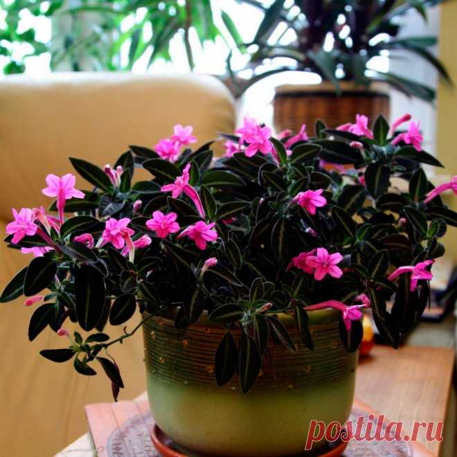 Комнатное растение Руэллия (Ruellia). Растения названы в честь французского врача и ботаника Ж. де ла Руэлля (1474-1537). Руэллии - травянистые многолетние растения с темно-зелеными бархатистыми листьями, на поверхности которых отчетливо заметны серебристые жилки. Цветки крупные, воронковидные, розовые или фиолетовые. Руэллия с ее поникающими побегами красиво смотрится в подвесной корзинке. При уходе требуется высокая влажность, рекомендуется поместить горшок в поддон с влажным керамзитом.