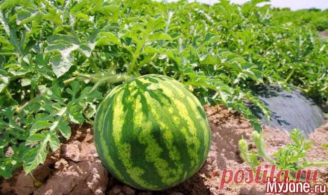 Желанные гости с бахчи - бахча, арбуз, дыня, тыква, кабачки, рецепты