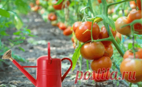 Как поливать томаты. Правильный полив — профилактика болезней и высокий урожай помидоров | PRO ОГОРОД | Яндекс Дзен