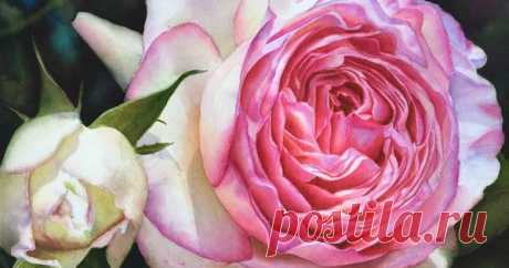 Eden Rose - Rose Pierre de Ronsard | DORIS JOA - FINE ART