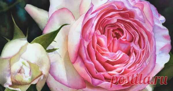 Eden Rose - Rose Pierre de Ronsard | DORIS JOA - FINE ART