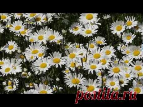 Полевые ромашки.