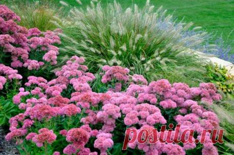 Какие растения посадить на участке, чтобы там не росли сорняки