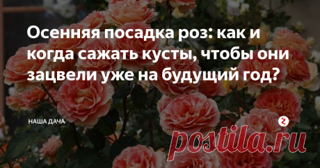 Осенняя посадка роз: как и когда сажать кусты, чтобы они зацвели уже на будущий год?  Споры о том, какое время лучшее для посадки кустов роз – осень или весна, в среде цветоводов ведутся с завидной регулярностью. Одни утверждают, что мягкая сентябрьская погода как нельзя лучше отвечает требовательной розе, другие говорят о том, что весною, с началом вегетативного цикла, кусты роз быстрее идут в рост и активнее цветут. Спорить, впрочем, не о чем – правы и те, и те.