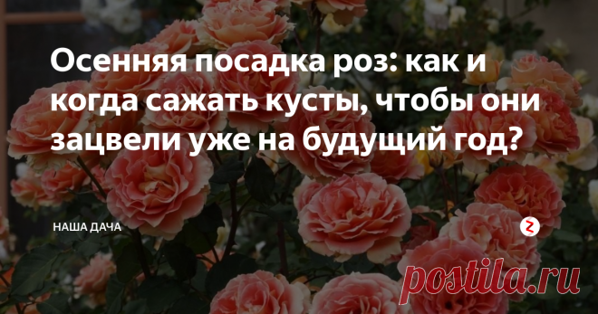 Осенняя посадка роз: как и когда сажать кусты, чтобы они зацвели уже на будущий год?  Споры о том, какое время лучшее для посадки кустов роз – осень или весна, в среде цветоводов ведутся с завидной регулярностью. Одни утверждают, что мягкая сентябрьская погода как нельзя лучше отвечает требовательной розе, другие говорят о том, что весною, с началом вегетативного цикла, кусты роз быстрее идут в рост и активнее цветут. Спорить, впрочем, не о чем – правы и те, и те.