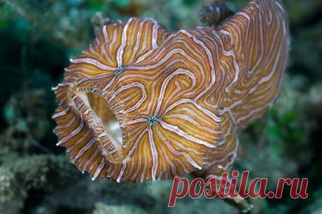 Топ-10 самых причудливых рыб мирового океана