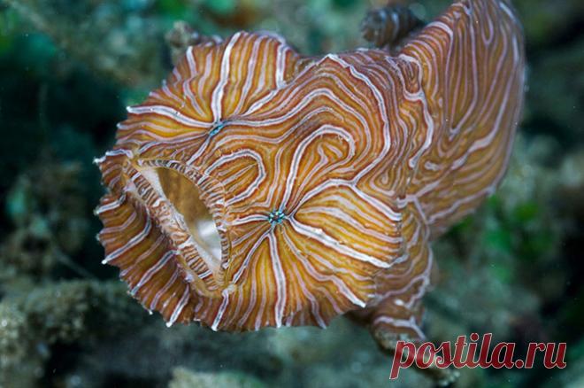 Топ-10 самых причудливых рыб мирового океана