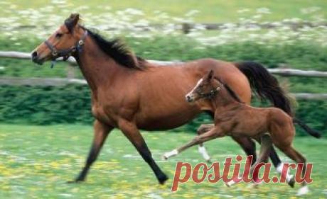 animal guia espiritual - Buscar con Google