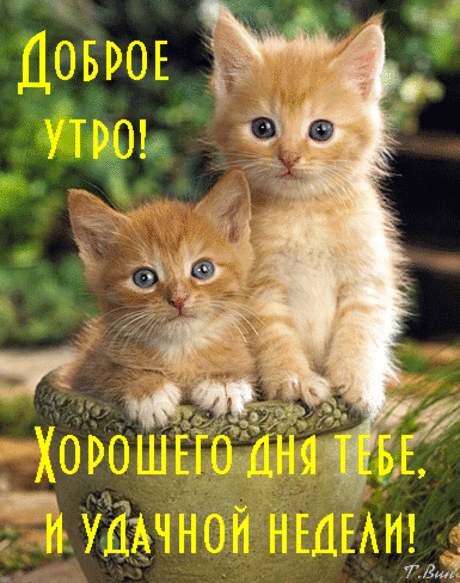 С добрым утром, свежим, ясным,
Дай поздравлю я тебя.
Всё должно идти прекрасно,
Это новая заря.