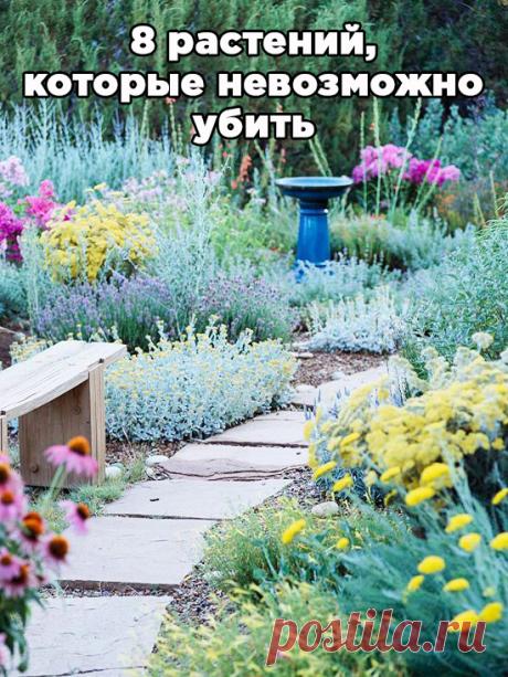 8 растений, которые невозможно убить