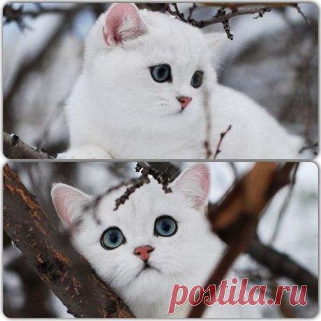 Шикарная котейка