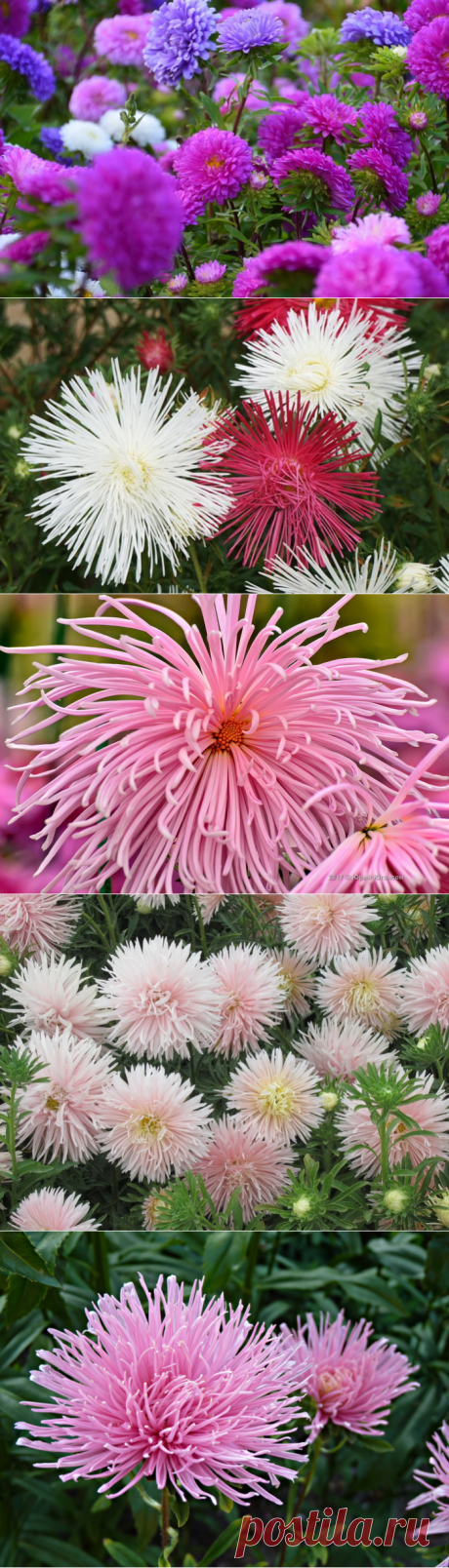 Если Вы выращиваете астры