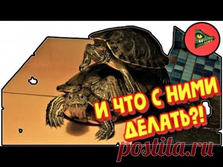 КРАСНОУХИЕ ЧЕРЕПАХИ! Как содержать?! - YouTube