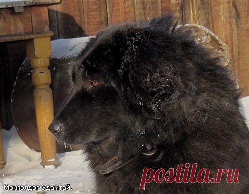 Чарка - монгольская  АПчарка. Зима.