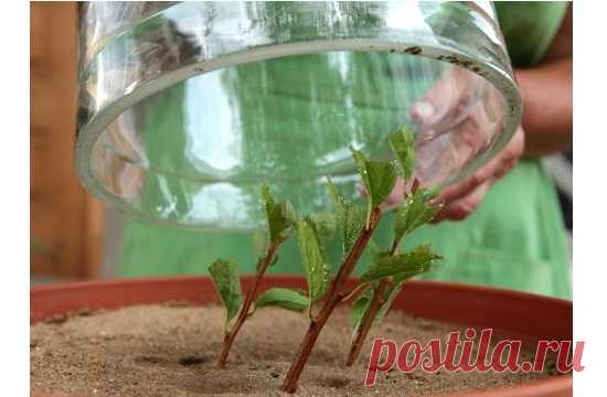 Посадка спиреи: выращивание, технология посадки, фото, выбираем