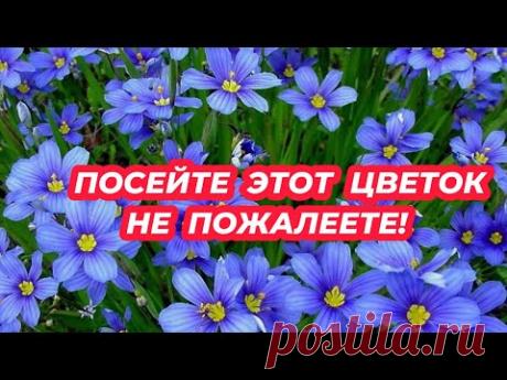 ПОСЕЙТЕ ЭТОТ ЦВЕТОК в ДЕКАБРЕ - ЯНВАРЕ и любуйтесь красивым цветением в саду!