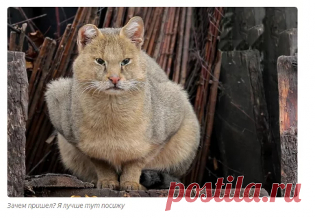 Камышовый кот: его нельзя брать домой. | Пикабу