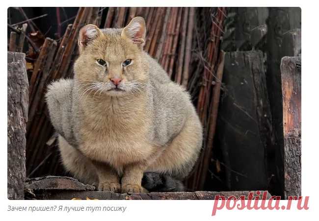 Камышовый кот: его нельзя брать домой. | Пикабу