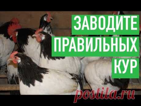 КУРЫ - НЕ РАЗБОГАТЕТЬ, НО ЗАРАБОТАТЬ