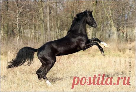 вороная на свечке