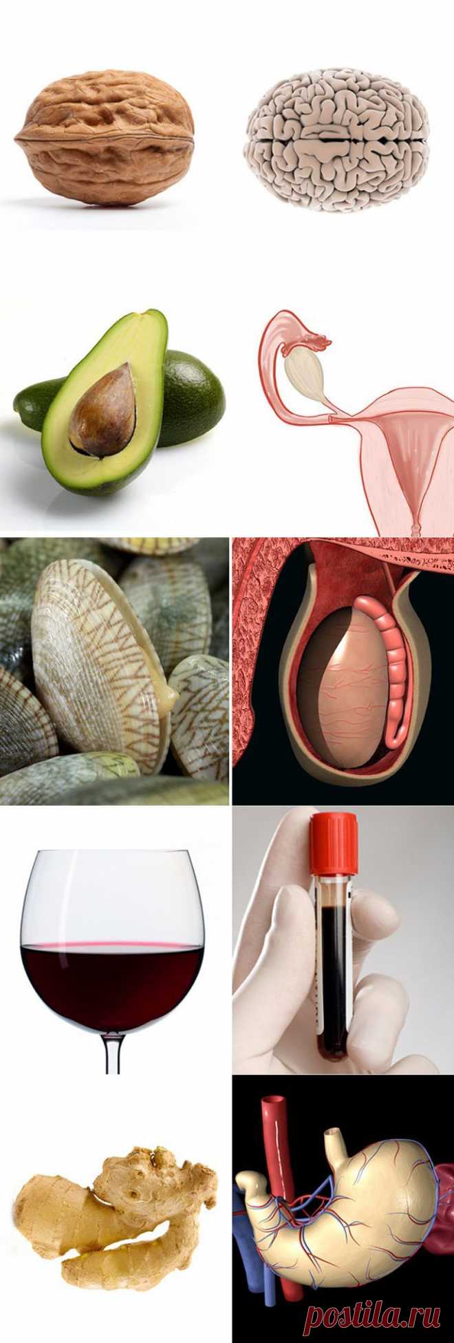 Еда полезна для той части тела, на которую похожа : НОВОСТИ В ФОТОГРАФИЯХ