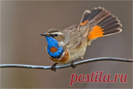 Wenn die Blaukehlchen .... (Forum für Naturfotografen)