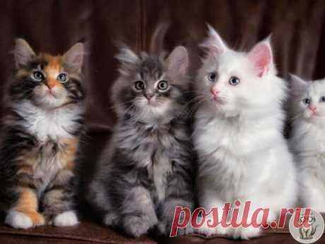 Так же, как у людей, собак и любых высших животных, у кошачьих (и диких, и домашних) свои законы развития психики. В каждом возрасте котенок должен попадать именно в ту ситуацию, которая научит его навыкам, к освоению которых готова психика на этом возрастном этапе. 
Эти возрастные этапы называются сенситивными периодами развития. Например, сенситивный период для социализации и адаптации на новом месте – 6-7 недель, а для изучения охотничьих навыков подходит время самых безудержных игр и кача