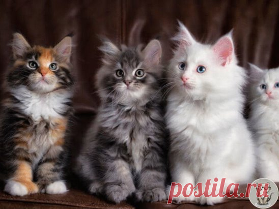 Так же, как у людей, собак и любых высших животных, у кошачьих (и диких, и домашних) свои законы развития психики. В каждом возрасте котенок должен попадать именно в ту ситуацию, которая научит его навыкам, к освоению которых готова психика на этом возрастном этапе. 
Эти возрастные этапы называются сенситивными периодами развития. Например, сенситивный период для социализации и адаптации на новом месте – 6-7 недель, а для изучения охотничьих навыков подходит время самых безудержных игр и кача